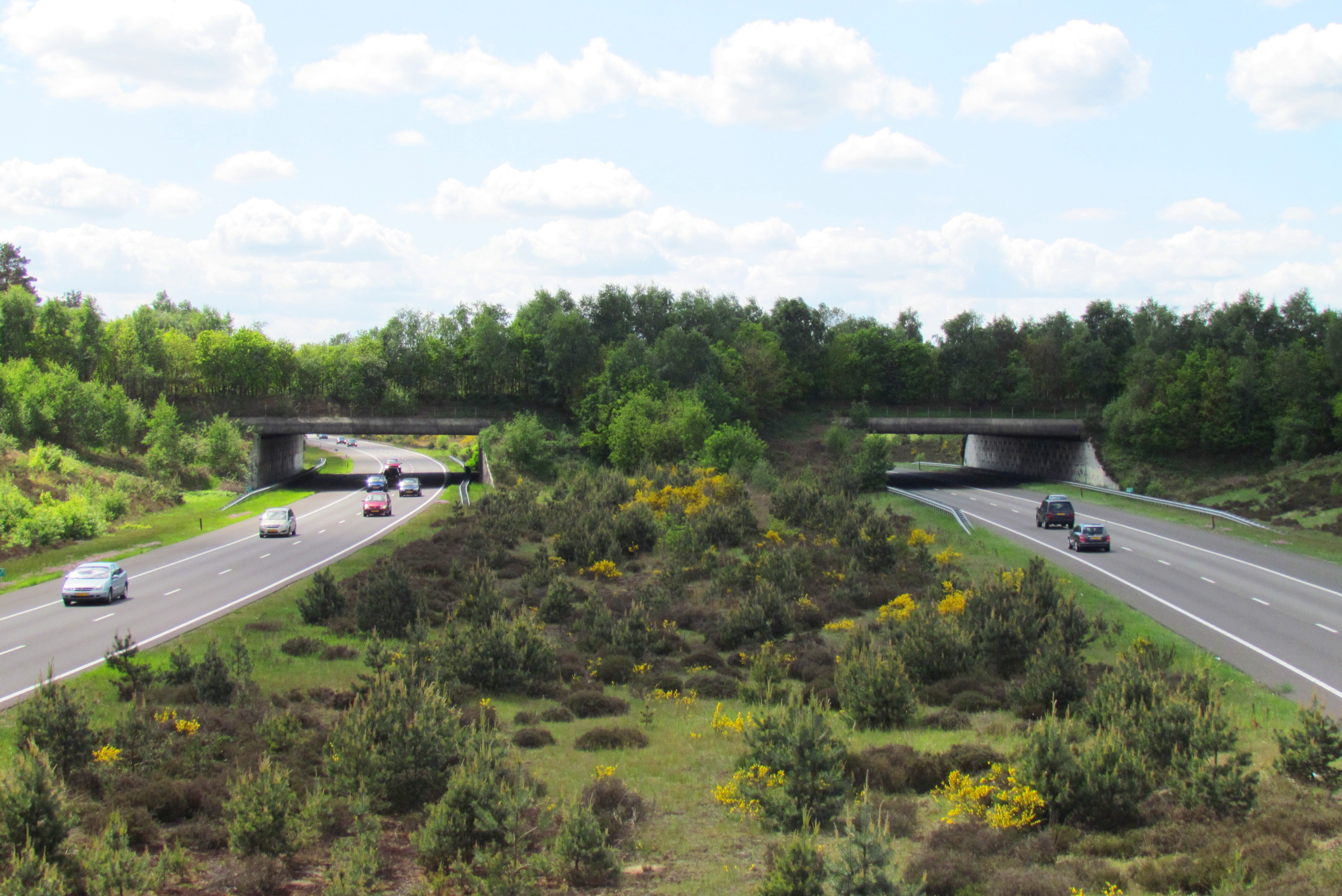 Een ecoduct (img-medium)