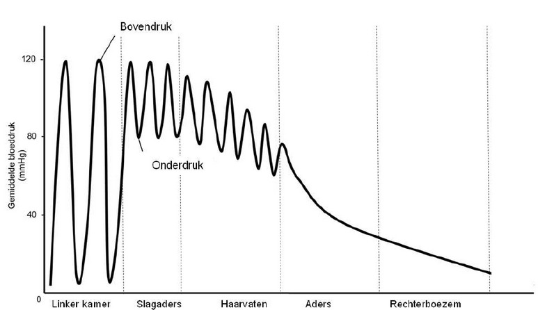 Een grafiek van de bloeddruk (img-semilarge)
