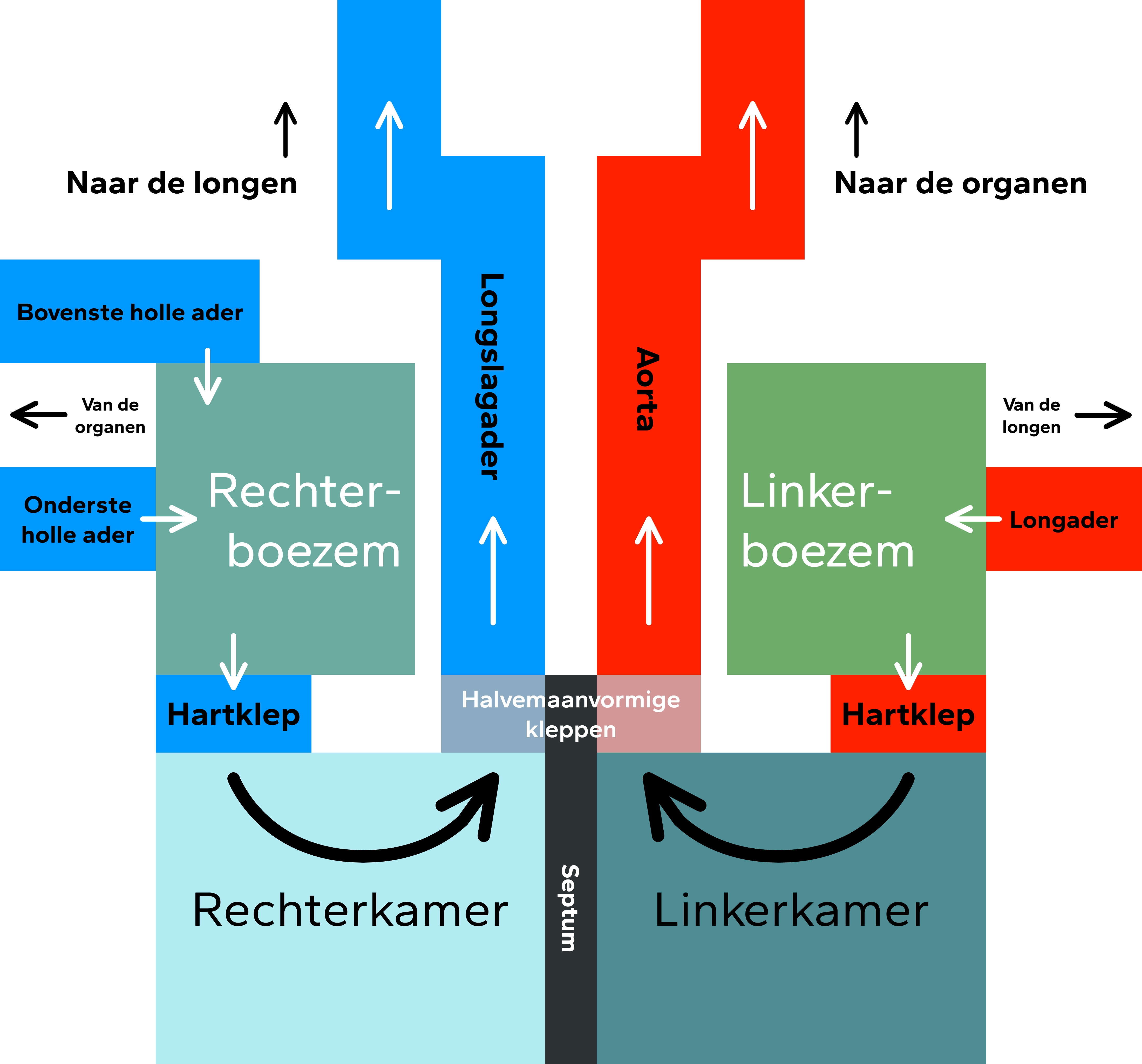 De anatomie van het hart (img-large)
